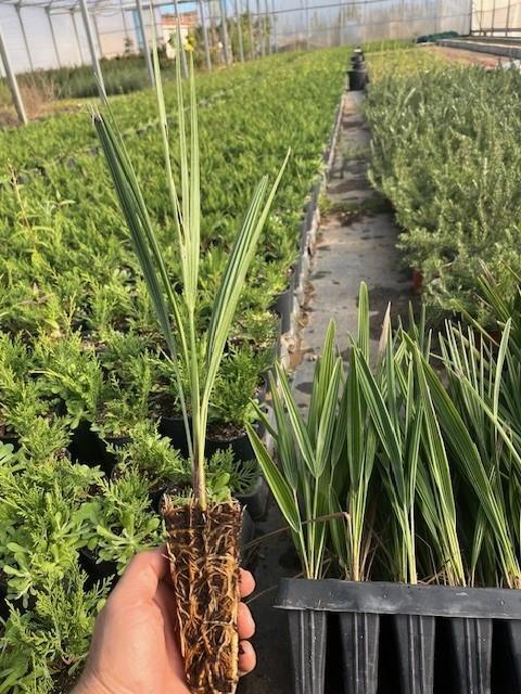 Palmito (Chamaerops Humilis) - Palmera Autóctona