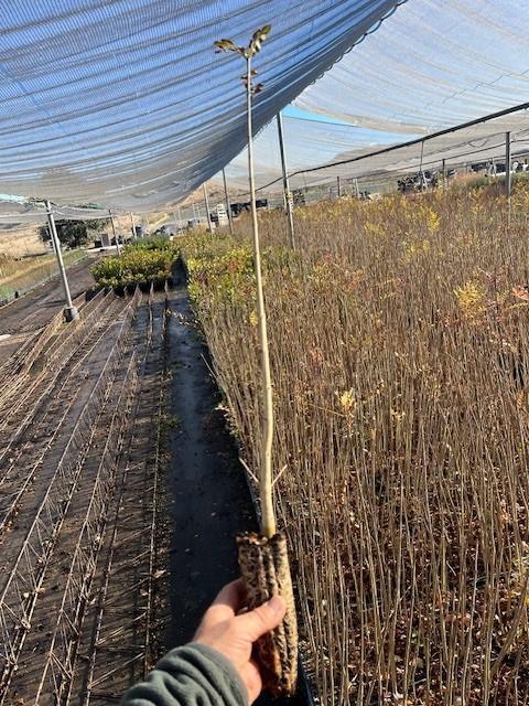 Fresno (Fraxinus Angustifolia)