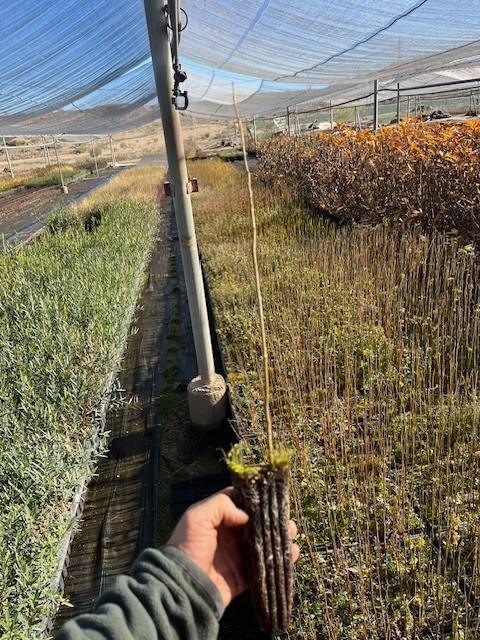 Melia o Cinamomo (Melia Azedarach)