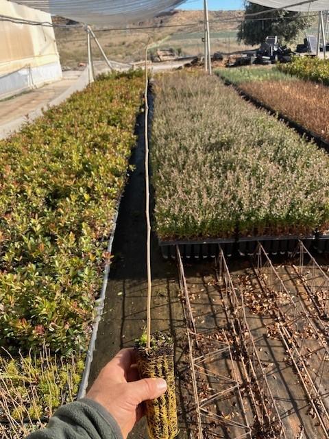 Semilla de Morera Blanca (Morus Alba)