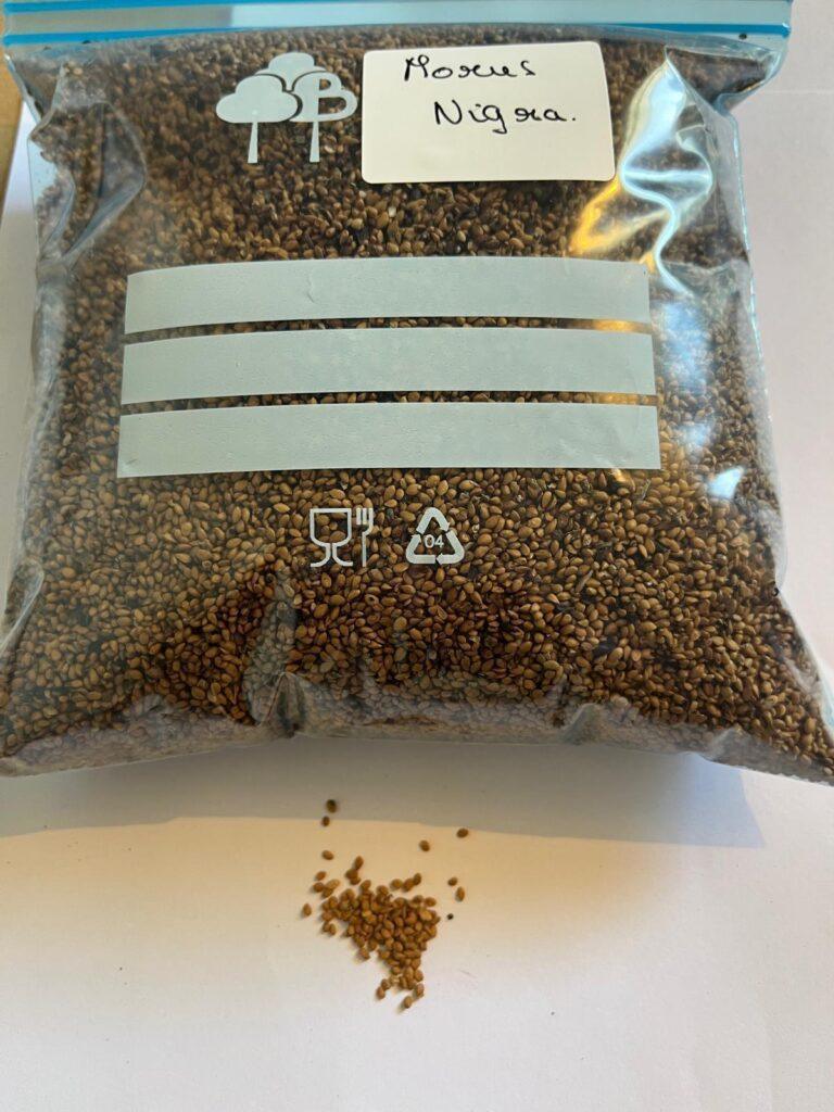 Semilla de Moral Negro (Morus Nigra)