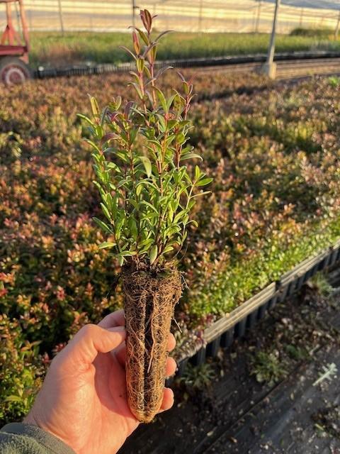 Mirto o Arrayán (Myrtus Communis)