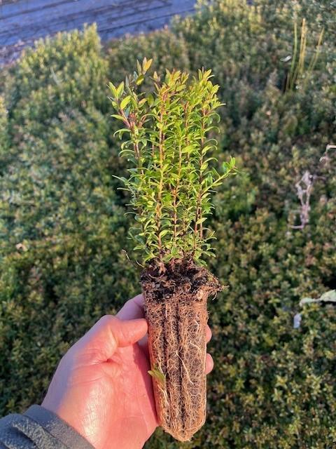 Arrayán Tarentina (Myrtus Tarentina)