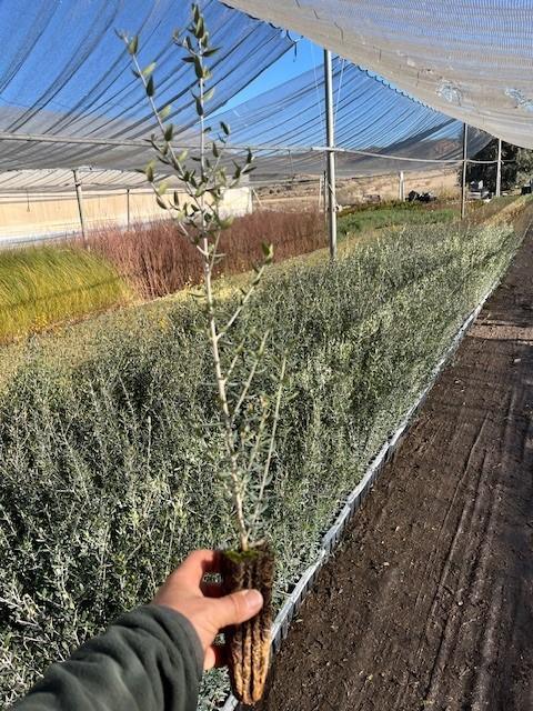 Acebuche (Olea Europaea Sylvestris)