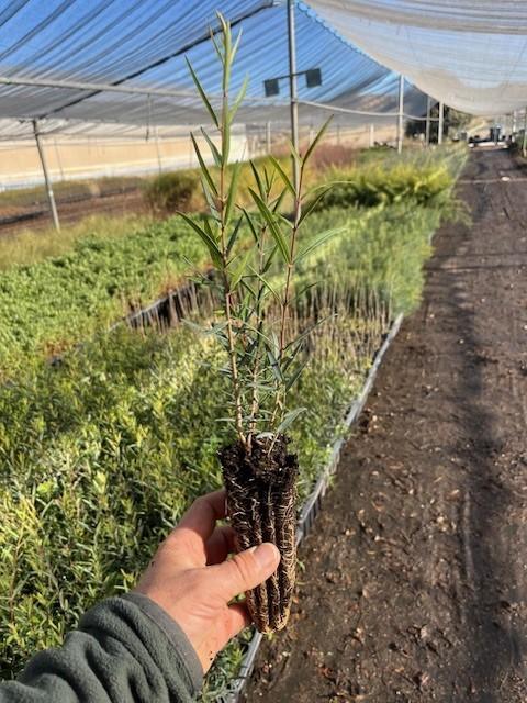 Labipérnago (Phillyrea Angustifolia)