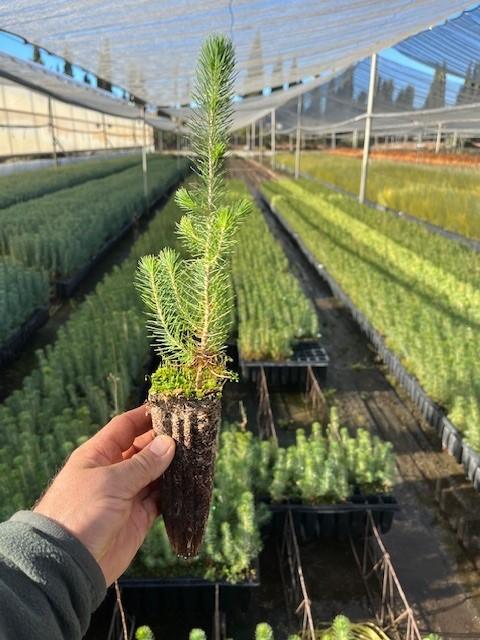 Pino Carrasco (Pinus Halepensis)