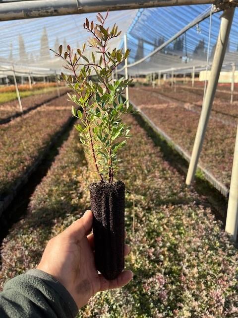 Lentisco (Pistacia Lentiscus)