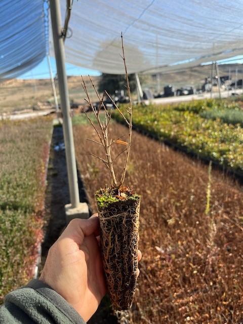 Granado Enano (Punica Granatum Nana)