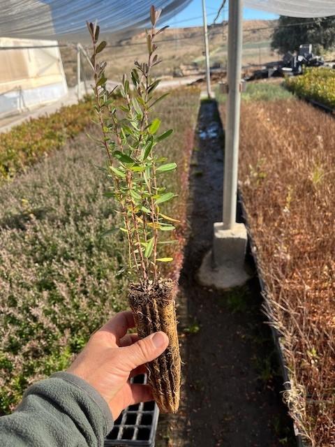 Pyracantha Angustifolia - Bayas Amarillas
