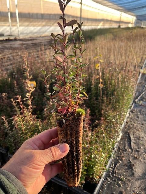 Semilla de Espino de Fuego (Pyracantha Coccinea)