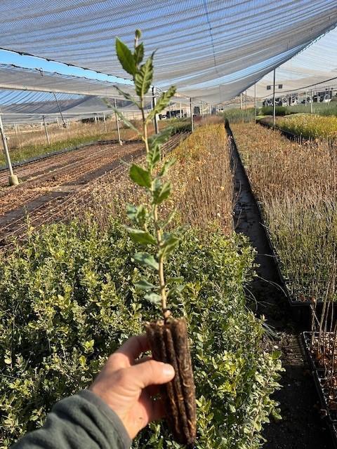 Encina (Quercus Ilex)