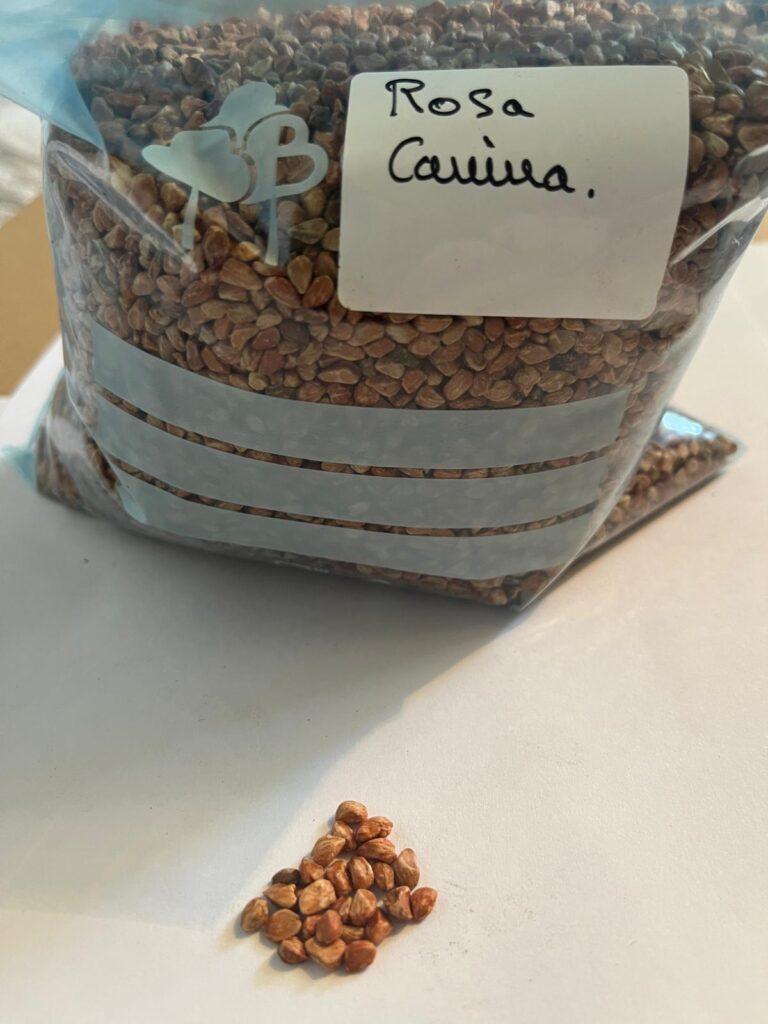 Semilla de Rosal Silvestre (Rosa Canina)