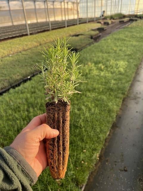 Romero (Rosmarinus Officinalis)