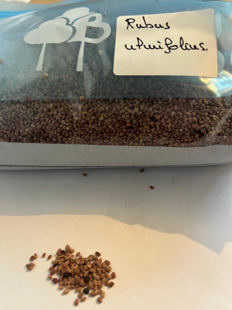 Semilla de Zarzamora (Rubus Ulmifolius)